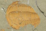 Cambrian Trilobite (Hamatolenus) - Pos/Neg Split #222420-4